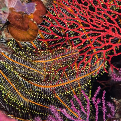 Time to get even – the value of research diversity