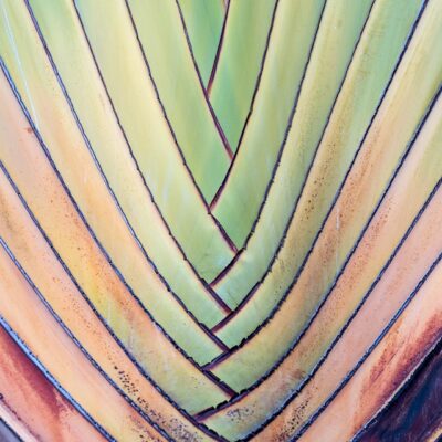 JCR 的下一步：定義「Early Access」