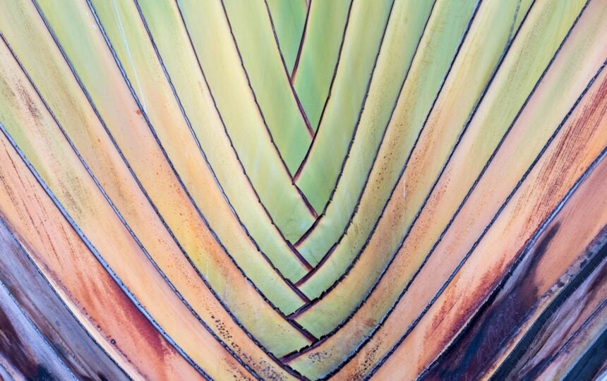 JCR 的下一步：定義「Early Access」