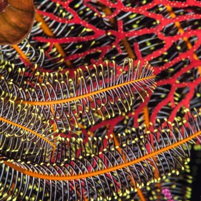 追求學科發展的均衡 – 研究主題多樣性的價值所在