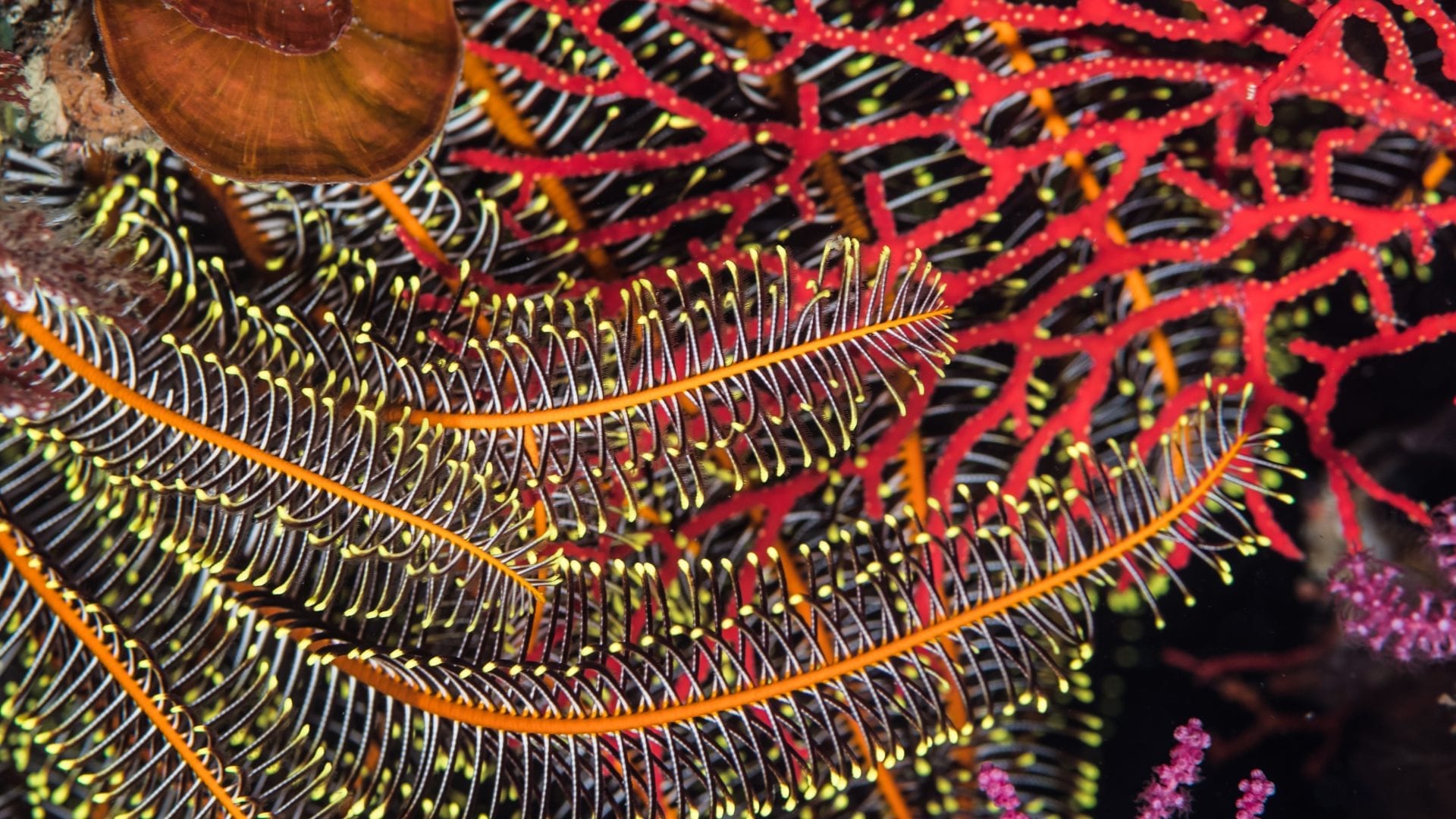 追求學科發展的均衡 – 研究主題多樣性的價值所在