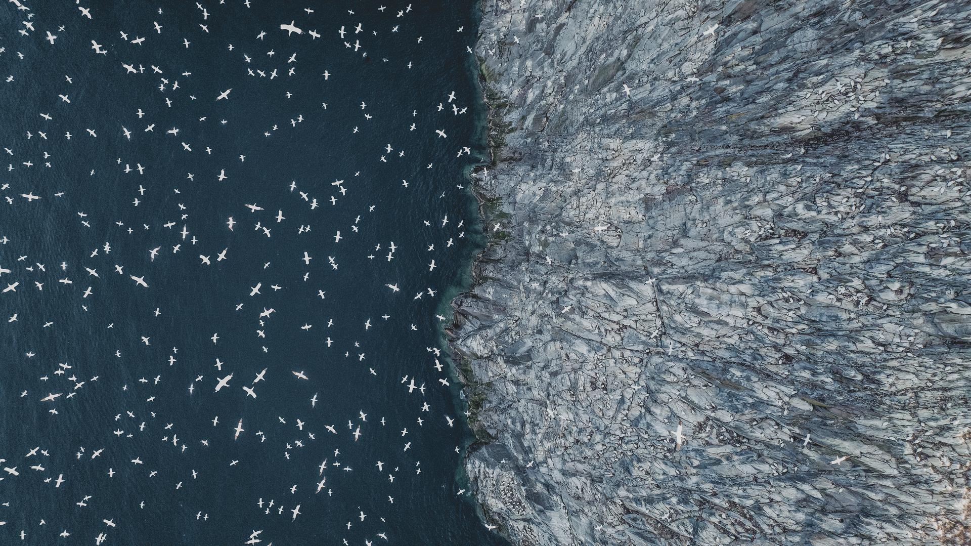 坂口志文先生インタビュー再録：「新しいものが生まれる時の『伝統』 ー 制御性T細胞の発見と研究の足跡