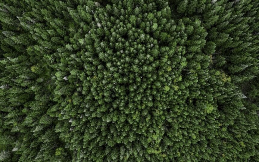 The Role of Trademarks in the Sustainability Revolution: Insights from our recent webinar