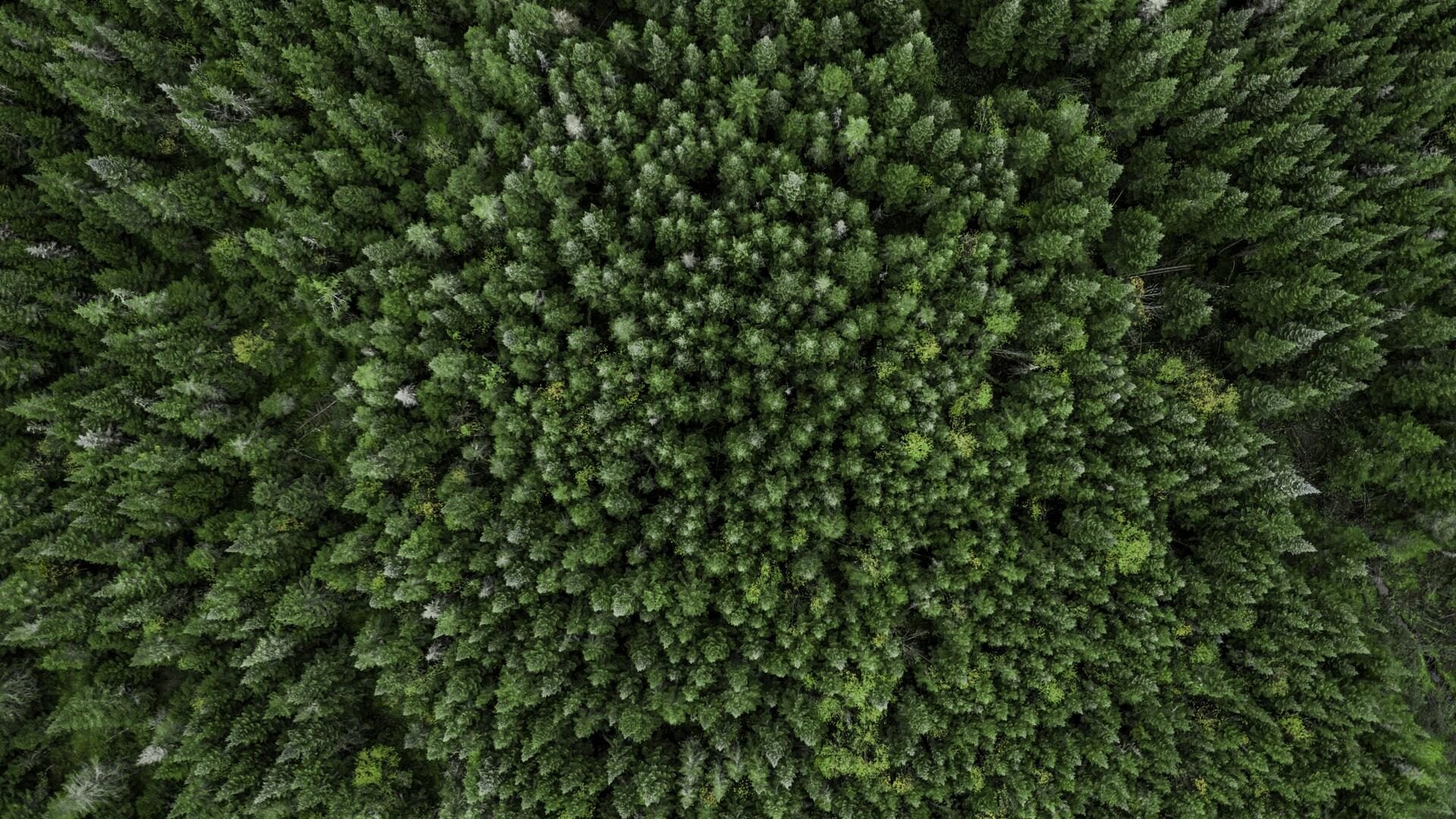 The Role of Trademarks in the Sustainability Revolution: Insights from our recent webinar