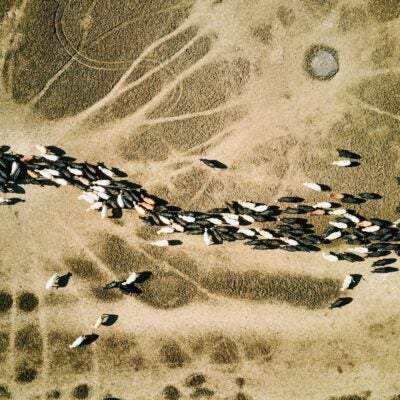 Insight or information? What trademark leaders really need from their IP management system