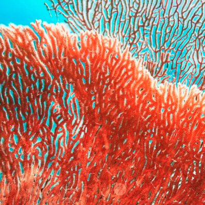 Cystic fibrosis: Market shake-up to come?
