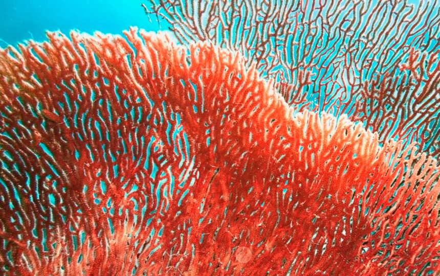 Cystic fibrosis: Market shake-up to come?