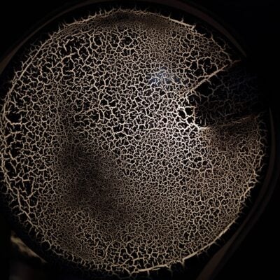 The microbiome mystery: Gaining insights through data mining and analysis