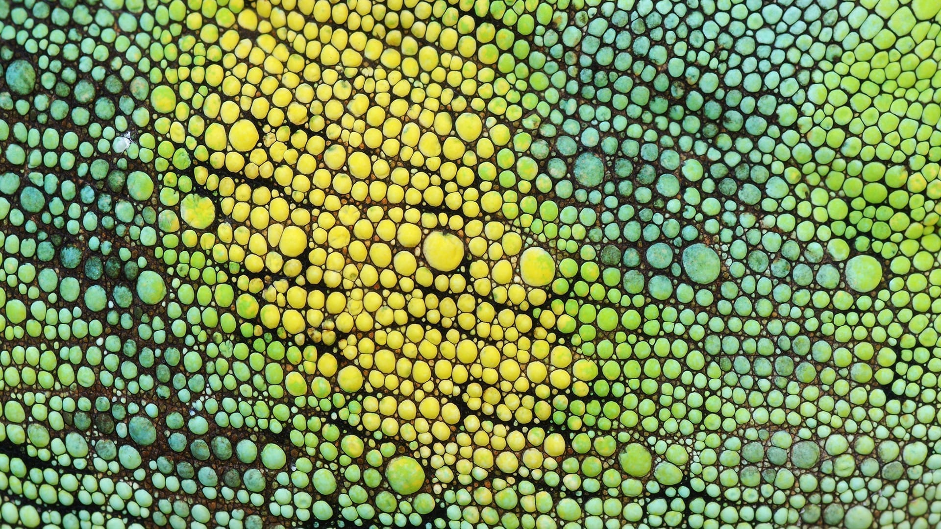 How the pandemic has impacted the Federal Health Insurance Exchange in the U.S.