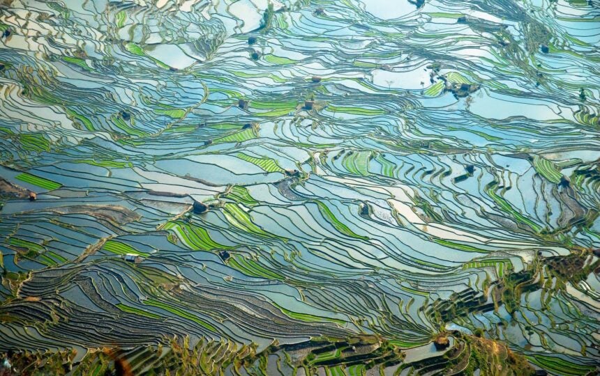 ロシュのテセントリクが切除可能なNSCLCで有望視される: 市場での重要なポイント