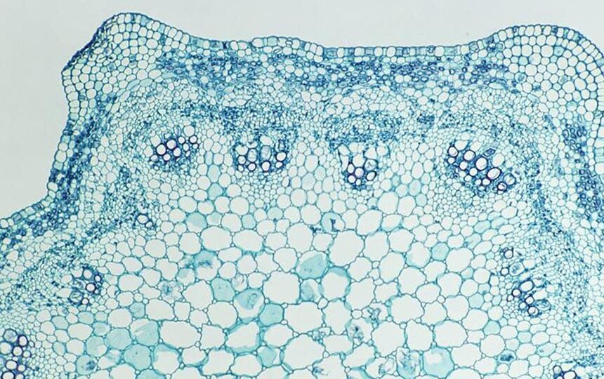 Top oncology breakthroughs shared at ESMO 2021