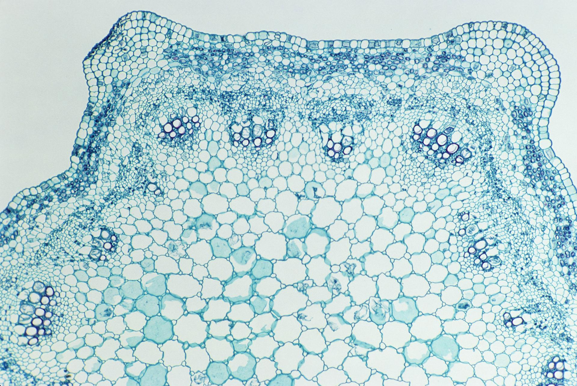How Healx uses AI to transform rare disease drug discovery [PODCAST]