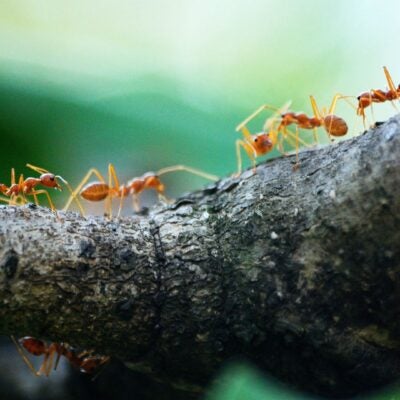 Clarivate Analytics Signs Collaborative Agreement with RISTEKDIKTI to improve research performance in Indonesia