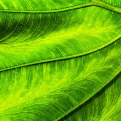 Encouraging diversity and inclusion: The Vibrant colleague resource group