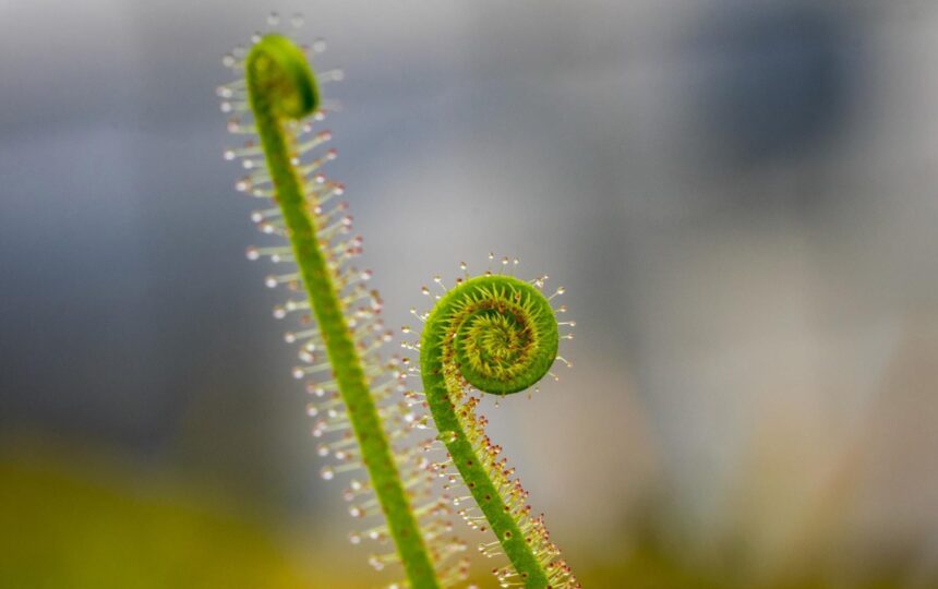 How can I advance our value analysis committee?