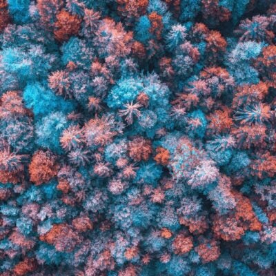 Women in Leadership and COVID-19: Spotlight on Sheila Borgman