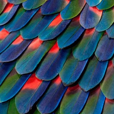 Clarivate empowers libraries to unlock the value of their collections with Alma Specto