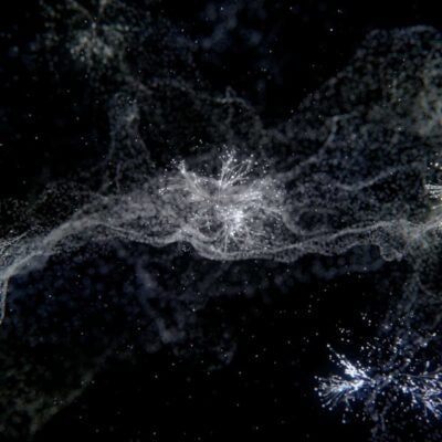 미래를 위한 토대 마련 : 2021년 Citation Laureates  발표