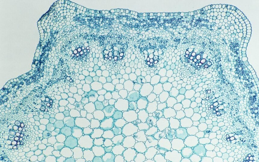 How Healx uses AI to transform rare disease drug discovery [PODCAST]