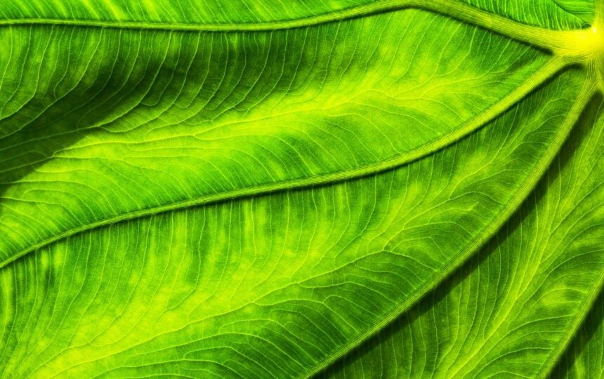 Advantages of splitting portfolios among several domain registrars: busting the myths