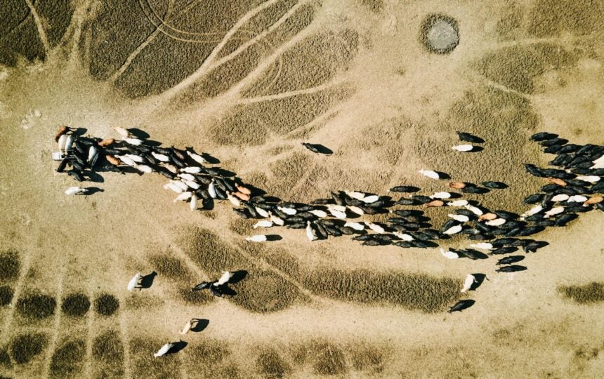 Insight or information? What trademark leaders really need from their IP management system